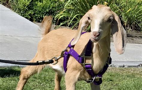 Can You Train a Goat Like a Dog?