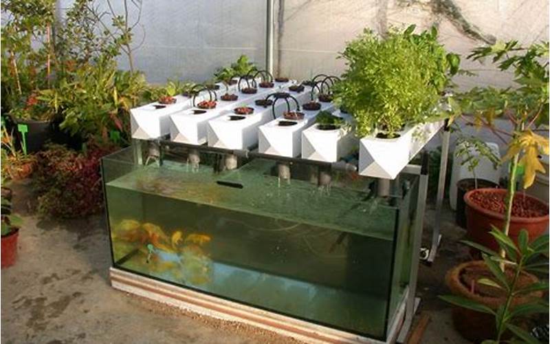 can you use any freshwater fish for aquaponics