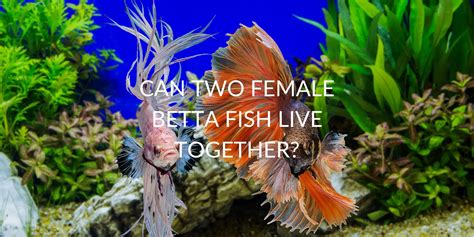 Can 2 Betta Fish Live Together