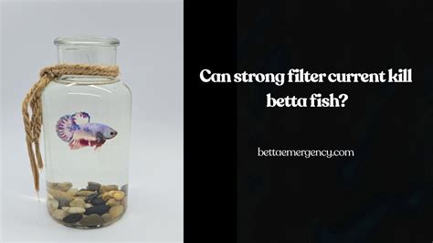 Can A Filter Kill A Betta Fish