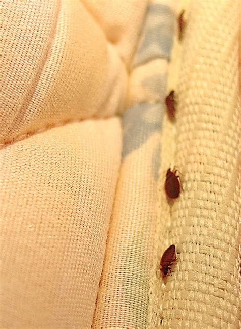 Can A Mattress Be Saved From Bed Bugs