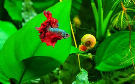 Can A Snail Kill A Betta Fish