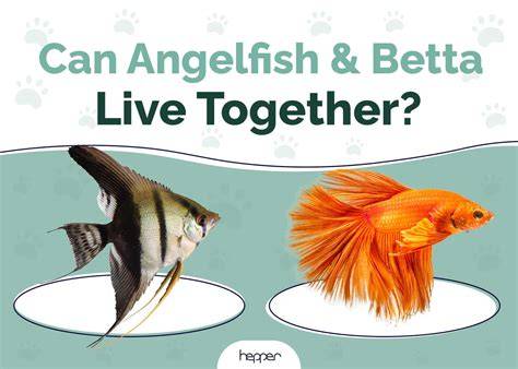 Can Angelfish Live With Betta