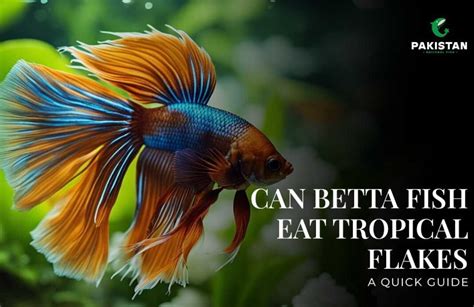 Can Betta Eat Tropical Flakes