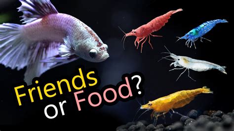 Can Betta Fish Eat Shrimp