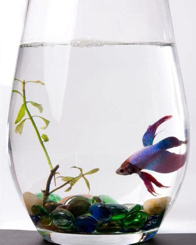 Can Betta Fish Live In A Bowl