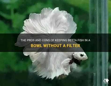 Can Betta Fish Live Without A Filter