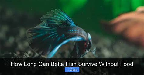 Can Betta Fish Survive 3 Days Without Food