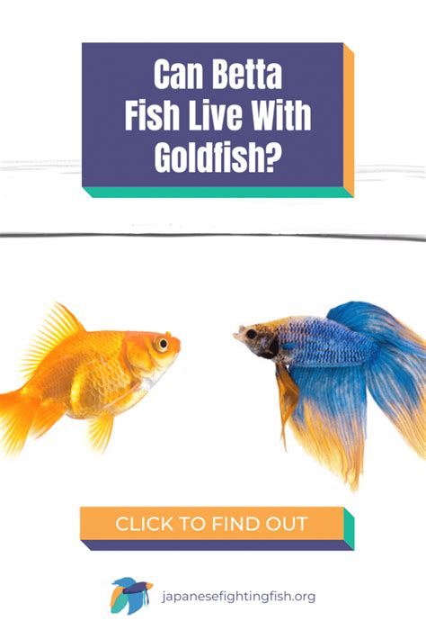 Can Betta Live With Goldfish