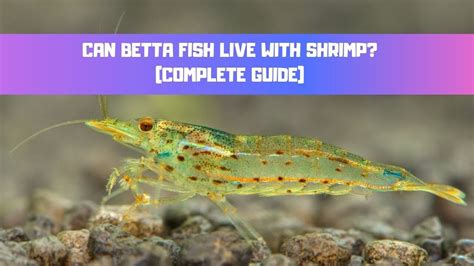 Can Betta Live With Shrimp
