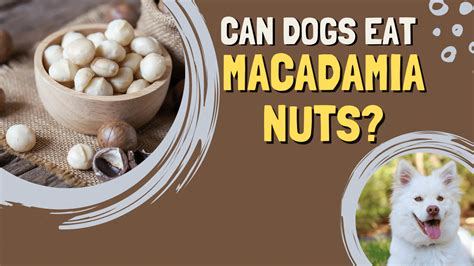 Can Dog Eat Macadamia Nuts