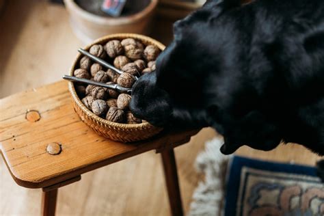 Can Dog Eat Walnut