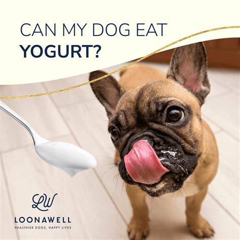 Can Dog Eat Yogurt