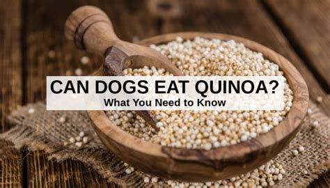 Can Dogs Eat Brown Rice And Quinoa