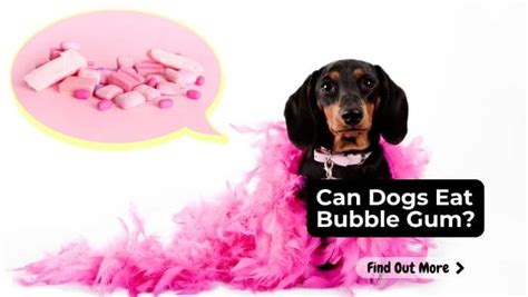 Can Dogs Eat Bubblegum