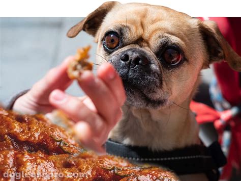Unleashing the Surprising Benefits: Let Your Pooch Indulge in Cooked Chicken Skin with Peace of Mind
