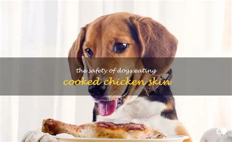 The Skinny on Chicken Skin- Can it be Safe & Tasty for Your Pooch to Chew on? - A Guide to Feeding Cooked Chicken Skin to your Furry Friend.
