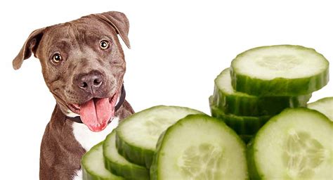 Protect Your Pup's Health: Discover the Truth About Feeding Dogs Cucumber Skin