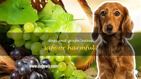 Can Dogs Eat Grape Leaves