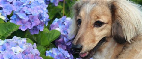 Our dog at our Hydrangea nursery | Hydrangea, Hydrangea paniculata, Dogs