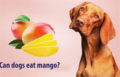 Can Dogs Safely Indulge in Mangoes? Discover the Benefits and Risks of This Tasty Treat for Dogs