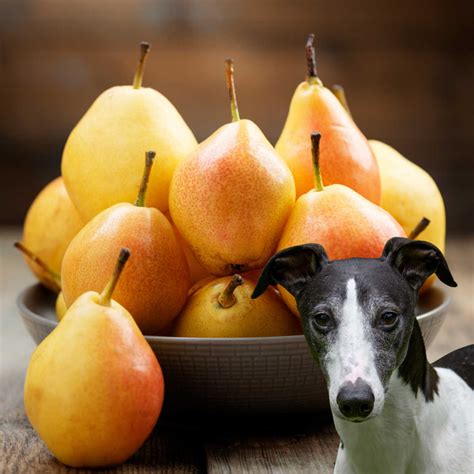 Unleashing the Truth: Is Pear Skin Safe for Your Furry Pal's Consumption? - An Insightful Guide on Whether Dogs Can or Cannot Eat Pear Skin
