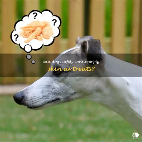 Unveiling the Truth: Is It Safe for Your Pooch to Munch on Pig Skin?