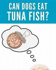 Can Dogs Eat Tuna Fish?