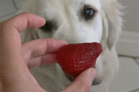 Can Dogs Eat Whole Strawberries