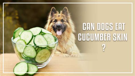 Crisp and Crunchy: Unraveling the Mystery of Canine Cucumber Skin Consumption - A Guide to Understanding Whether Dogs Can Safely Eat Cucumber Skin
