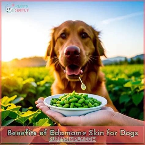 Canine Connoisseur: Discovering the Permissible Pleasures of Edamame Skin for your Four-legged Friend