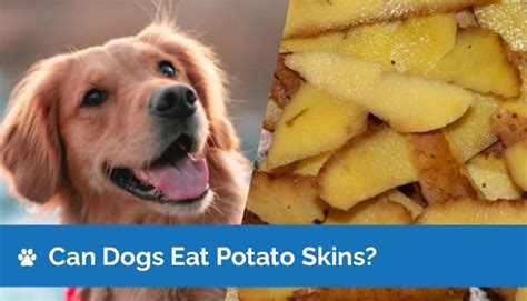 Keeping Your Furry Friend Healthy: Why Dogs Deserve to Enjoy Yummy Potato Skin Treats.