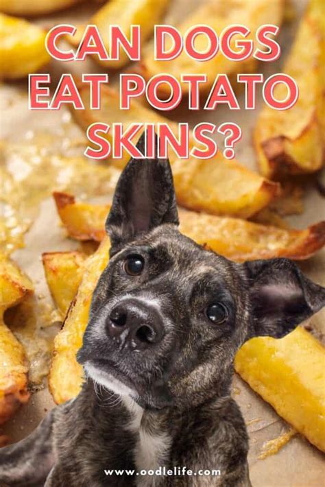 Unlocking the Mystery: Discovering Whether Your Furry Companion Should Have Potato Skins or Not
