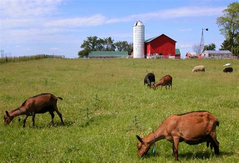 Can Farm Animals Be Sustainable
