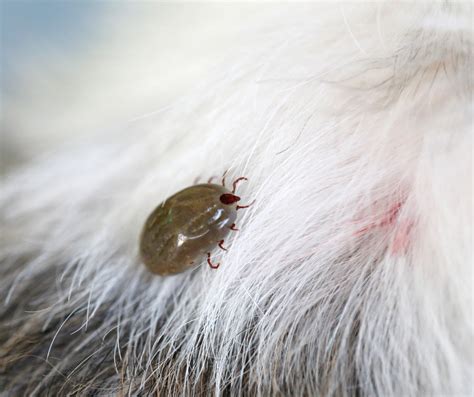 Can Farm Animals Carry Ticks