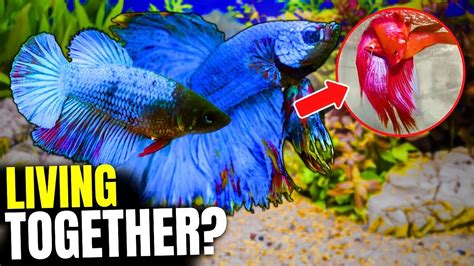 Can Female Betta Fish Live Together