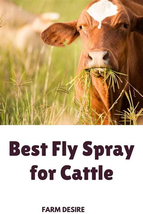 Can Fly Spray With A Red Cap For Farm Animals