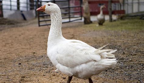 Can Geese Be Farm Animals