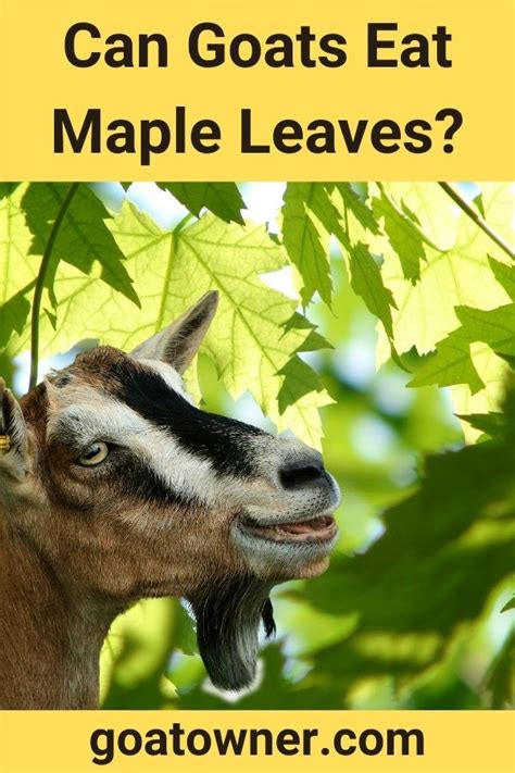 Can Goats Eat Maple Leaves