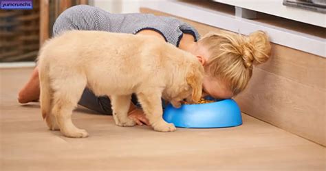 Breaking the Taboo: The Shocking Truth About Human Consumption of Dog Food