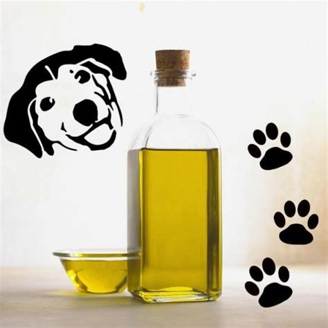 Can I Give My Dog Olive Oil Everyday