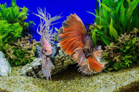 Can I Put Two Betta Fish Together