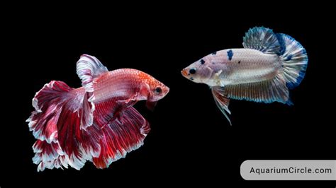 Can Male Betta Fish Live Together