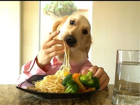 Can Puppys Eat Pasta