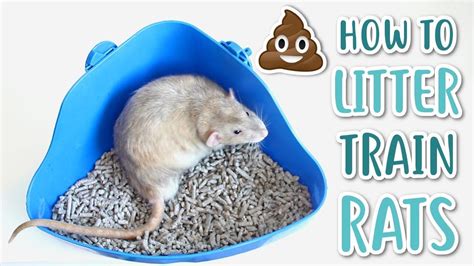 How to Litterbox Train Your Rat: 11 Steps (with Pictures)