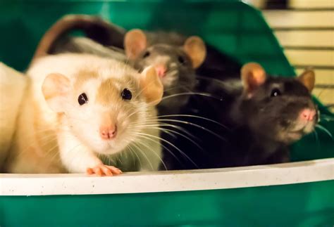 How to Potty Train Pet Rats: 9 Steps (with Pictures) - wikiHow