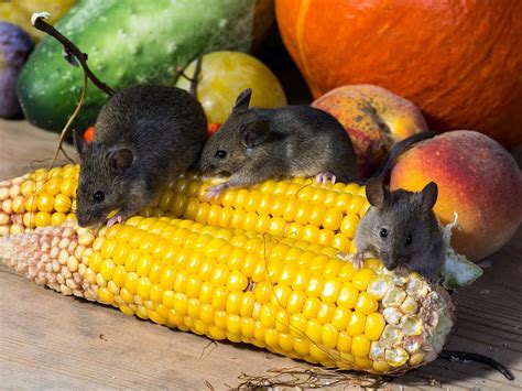 What Do Rats Eat? — Complete Guide to Nutrition & Diet - Planet Pet