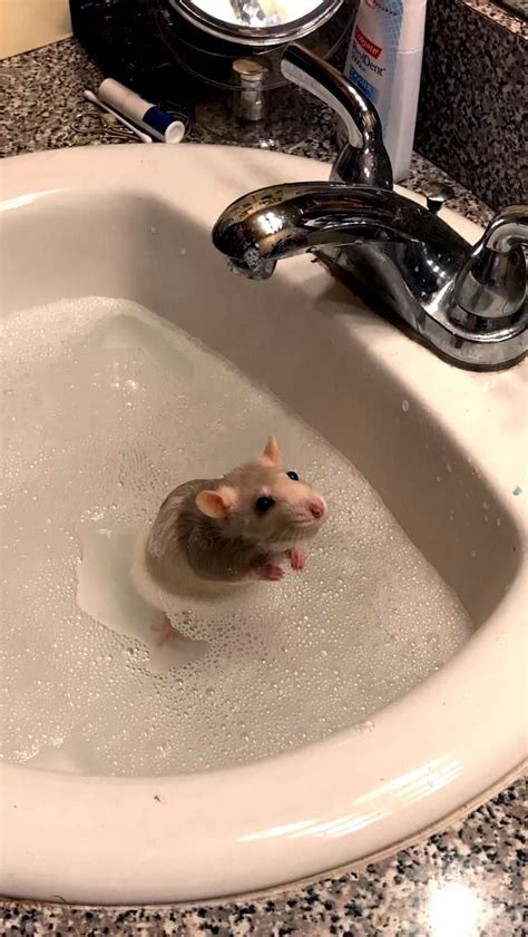 How to Give a Rat a Bath: Can You Give a Rat a Bath? - Understanding