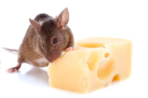 Can Mice Eat Cheese? The Surprising Answer | Pet Keen