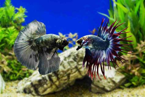 Can Two Male Betta Fish Live Together